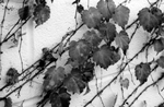 Climbing the Walls